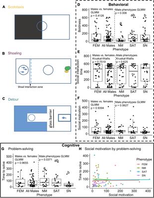 Cognitive-Behavioral Divergence Is Greater Across Alternative Male Reproductive Phenotypes Than Between the Sexes in a Wild Wrasse